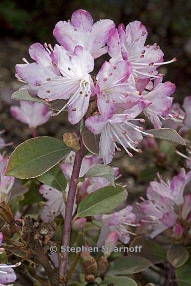 rhododendron racemosum subsection scabrifolia 4 graphic